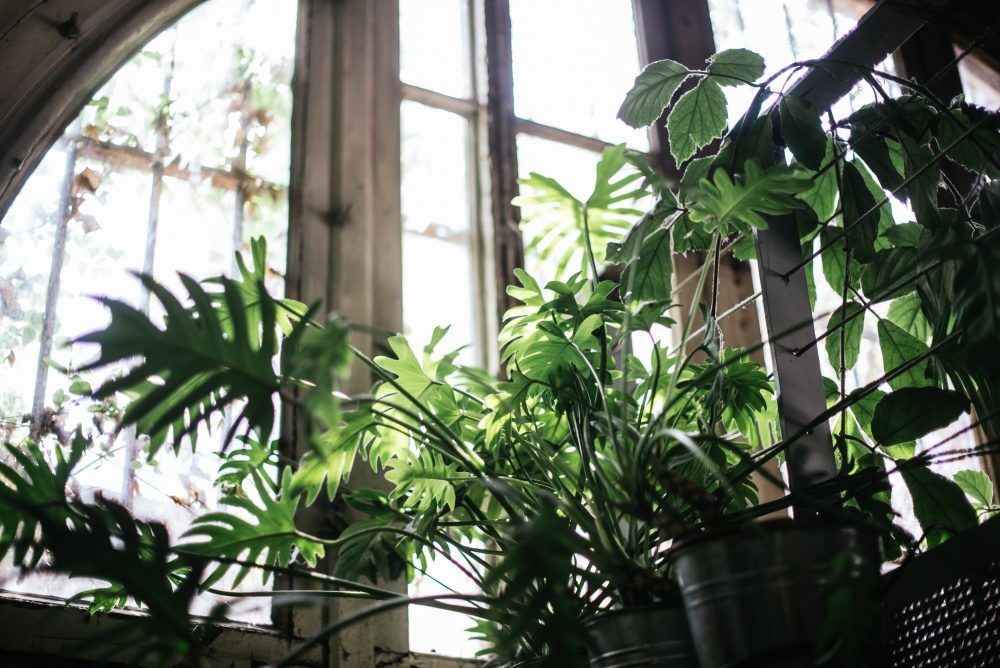 plant lover